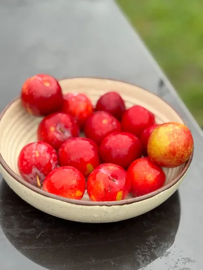Fresh mountain plums at Mukshwaa By Riverside